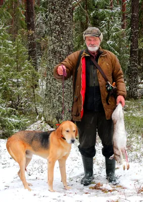 Белорусские охотники предпочитают гончих, легавых и лаек