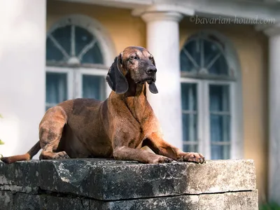 Французская трехцветная гончая (French tricolor hound) (Породы собак)  французская гончая, охотничьи собаки, гончие собаки, охотничьи породы собак,  охотничьи породы, охотничьи собаки фото, французская гончая фото  Энциклопедия о животных 