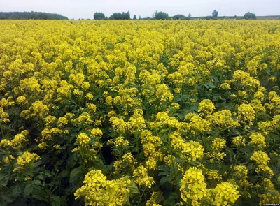 Горчица сарептская, сизая (Brassica juncea L.)