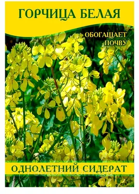 ✓ Семена Горчица белая Радуга, 20г, Гавриш по цене 27 руб. ◈ Большой выбор  ◈ Купить по всей России ✓ Интернет-магазин Гавриш ☎ 8-495-902-77-18