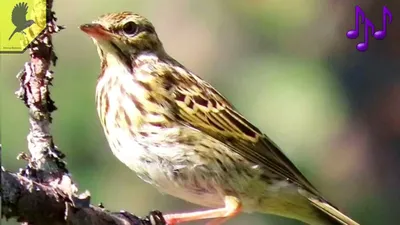 Как поёт лесной конёк? (лат. Anthus trivialis) - YouTube