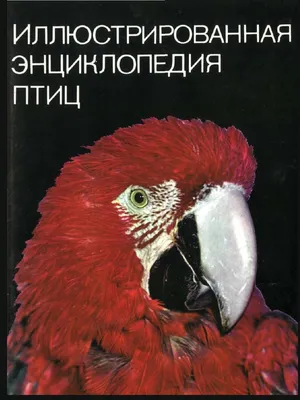 Птицы Среднего Поволжья - 2021 - Ульяновский ФОРУМ любителей рыбалки