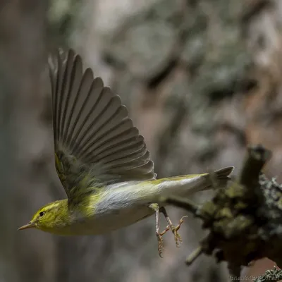 Bird Voices As Redstart Sings (Phoenicurus phoenicurus) - YouTube