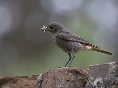 Обыкновенная горихвостка - eBird