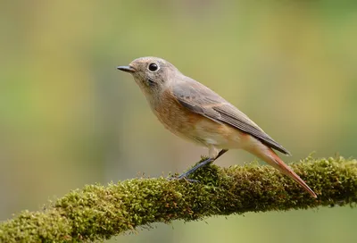 Обыкновенная горихвостка - eBird