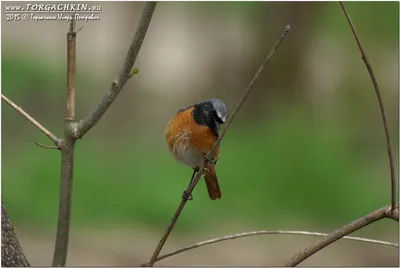 ФотоБлог Торгачкин Игорь Петрович © Igor Torgachkin: Горихвостка садовая /  Phoenicurus phoenicurus / Redstart