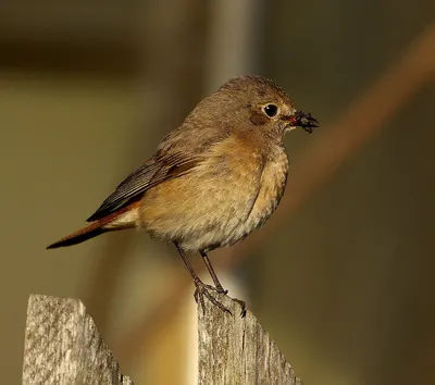 ФотоБлог Торгачкин Игорь Петрович © Igor Torgachkin: Горихвостка-чернушка /  Phoenicurus ochruros / Black Redstart