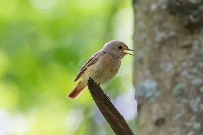 Горихвостка обыкновенная (Phoenicurus phoenicurus)