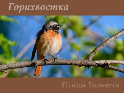 Обыкновенная горихвостка (Phoenicurus phoenicurus) | Пикабу