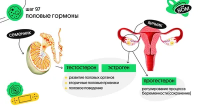 Пол беды: состояние мужчин с тяжелым СOVID улучшают женские гормоны |  Статьи | Известия