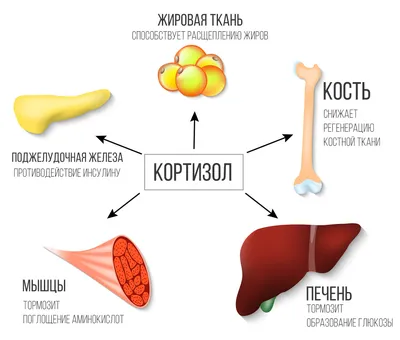 Гормон | 