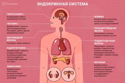 Гормоны, уймитесь! Как настроить правильно эндокринную систему» Андрей  Сазонов - купить книгу «Гормоны, уймитесь! Как настроить правильно  эндокринную систему» в Минске — Издательство АСТ на 