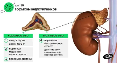 Аудиокнига Игры гормонов. Как гормоны движут нашими желаниями, определяют  наши отношения с людьми, влияют на наш выбор и делают нас мудрее, Марти  Хейзелтон – слушать онлайн или скачать mp3 на Литрес