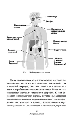 Гормоны — все статьи и новости - Индикатор