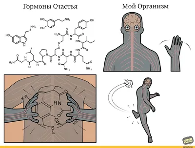 Почему скачут гормоны и что за загадочные ритмы управляют жизнью людей -  РИА Новости, 