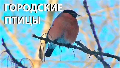 Городские Птицы: последние новости на сегодня, самые свежие сведения | НГС  - новости Новосибирска