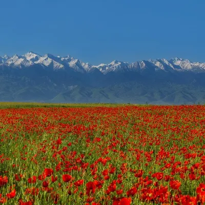 Горы тянь-шань Казахстан | Пикабу