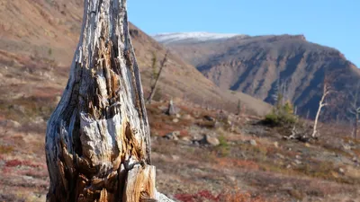 НОСКИ ГОРЫ ПО КОЛЕНО БЕЛЫЕ купить, отзывы, фото, доставка - 