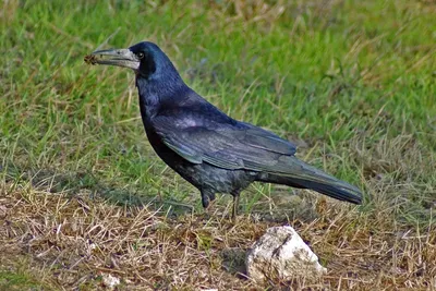 Грач (Corvus frugilegus). Птицы Кыргызстана.