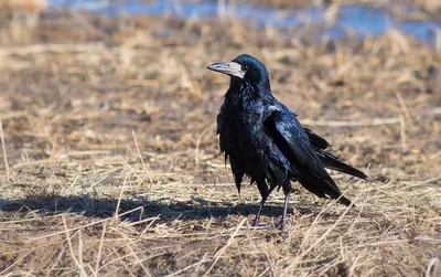 Грач (Corvus frugilegus). Птицы Европейской России.