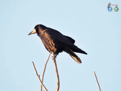 Грач (лат. Corvus frugilegus) — …» — создано в Шедевруме