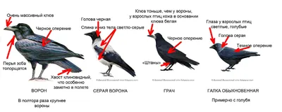 Грач (Corvus frugilegus). Птицы Европейской России.