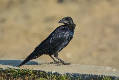 Грач (Corvus frugilegus). Птицы Европейской России.