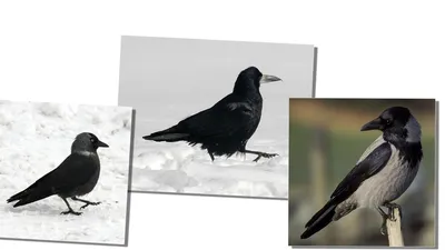 Грач (Corvus frugilegus). Птицы Сибири.