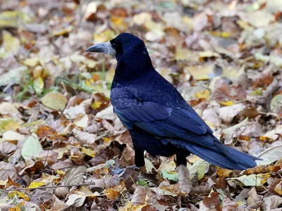 Грач (Corvus frugilegus). Птицы Сибири.