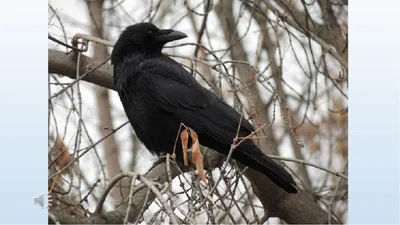 Грач (Corvus frugilegus). Птицы Дальнего Востока России.