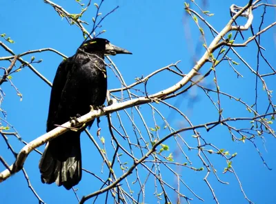 Грач (Corvus frugilegus). Птицы Европейской России.