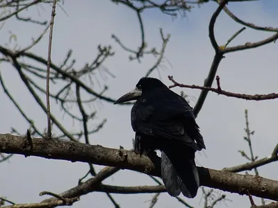 Грач (Corvus frugilegus)