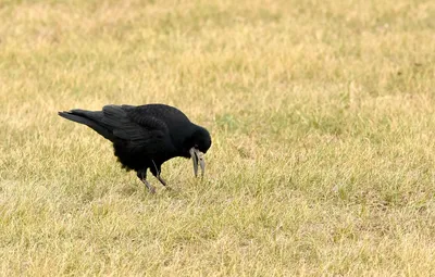 Создать мем "серая ворона и ворон различия, ворон ворона грач галка  отличия, птица ворона" - Картинки - 