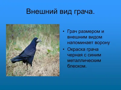 PPT - ГРАЧ - ПТИЦА ПЕРЕЛЁТНАЯ. PowerPoint Presentation - ID:6584376