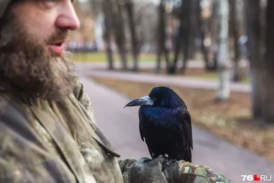 Орёл орёт на грача, грачь …» — создано в Шедевруме