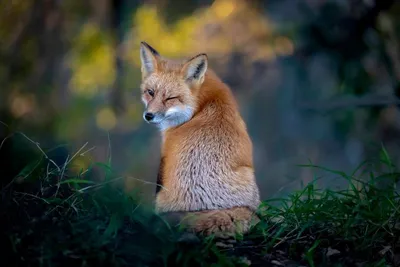 Названы финалисты Comedy Wildlife Photography Awards: это самые смешные  фото животных - Лайфхакер