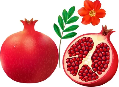 Раскраска Гранат | Раскраски простые фрукты и ягоды