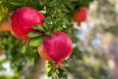 Гранат обыкновенный (Punica granatum) — путеводитель по отдыху в Крыму