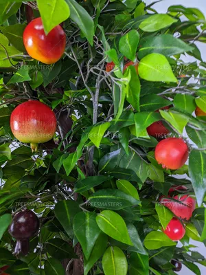 🌳 Искусственное гранатовое дерево, на лозе, 180см купить » Искусственные  растения с доставкой по всей России