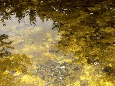 Грязная вода картинки