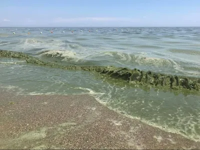 Аномально грязная вода: в море никто не купается