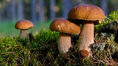 Boletus pinophilus, Белый гриб соснолюбивый (боровик)