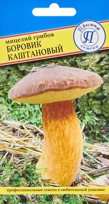 ЗОЛОТИСТЫЙ БОРОВИК» AUREOBOLETUS PROJECTELLUS – НОВЫЙ ДЛЯ РОССИИ ВИД  ТРУБЧАТЫХ ГРИБОВ - Михаил Вишневский