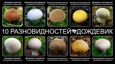 Дождевик шиповатый (Lycoperdon perlatum) – Грибы Сибири