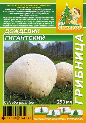 Огромные дождевики)) Calvatia gigantea. - YouTube