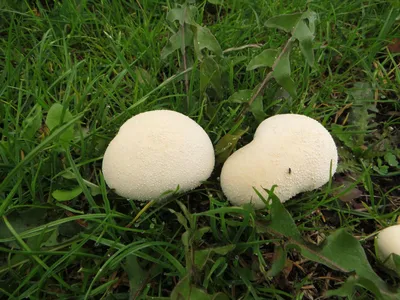 Дождевик (род грибов) — Википедия