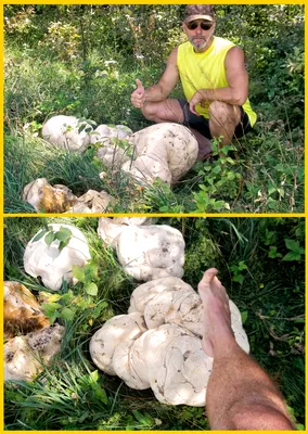 Июньский гриб дождевик: где растет, как выглядит, чем отличается от  несъедобного. | Люблю дачу. | Дзен