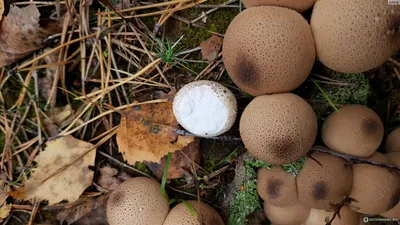 Увидели из машины: тюменская семья нашла гриб-дождевик размером с большой  арбуз | Вслух.ru