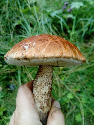 Вкусный гриб Дождевик (Lycoperdon_pyriforme) | Садовые затеи | Дзен