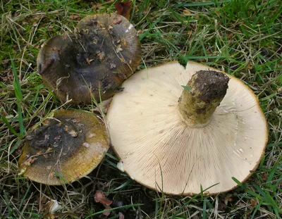 Груздь настоящий (сырой), Lactarius resimus - Грибы Средней Полосы